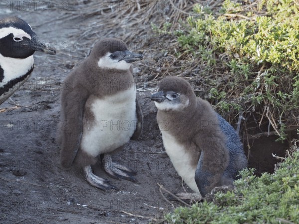 Two young penguin chicks sitting together in the nest with an adult penguin, African penguin
