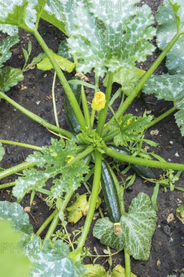 Habitus of the vegetable courgette (Cucurbita pepo) with ripening fruits and flowers, Germany