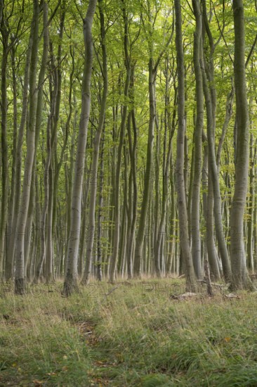 Beech forest, numerous dense tree trunks, Stubbenkammer, Jasmund National Park, Rügen,