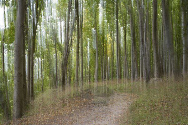 Path through the beech forest, blurred, camera waved, Stubbenkammer, Jasmund National Park, Rügen,