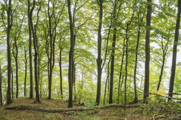 Beech forest, view towards the Baltic Sea, back light, Stubbenkammer, Jasmund National Park, Rügen,