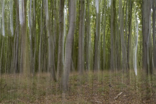 Beech forest blurred, camera swung, Stubbenkammer, Jasmund National Park, Rügen,