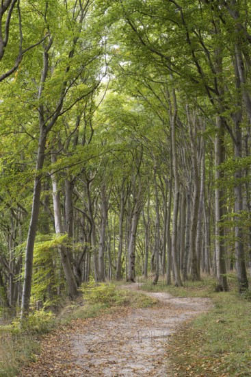 Trail through the beech forest, Stubbenkammer, Jasmund National Park, Rügen, Mecklenburg-Western