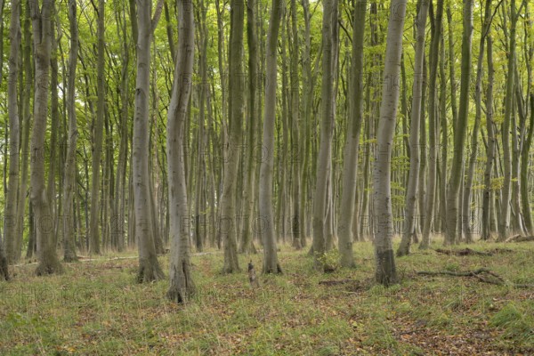 Beech forest, numerous dense tree trunks, Stubbenkammer, Jasmund National Park, Rügen,