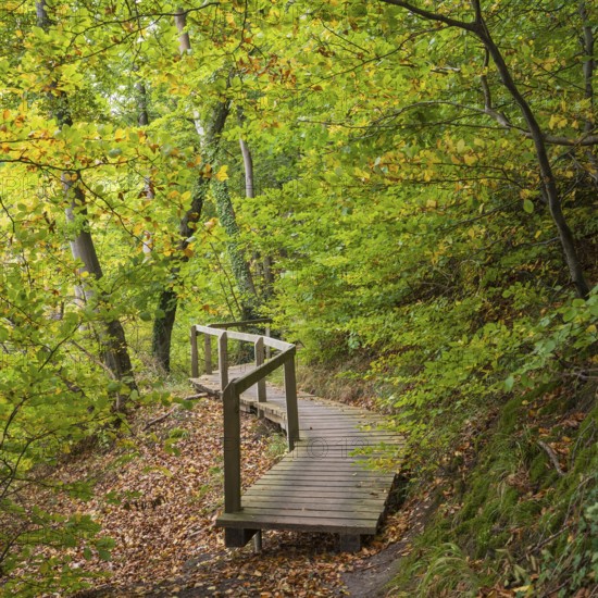 Path through the beech forest, wooden plank path with railing, Stubbenkammer, Jasmund National