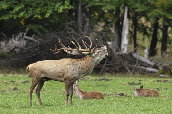 Red deer (Cervus elaphus) during the rutting season, a large stag roaring in a forest clearing,