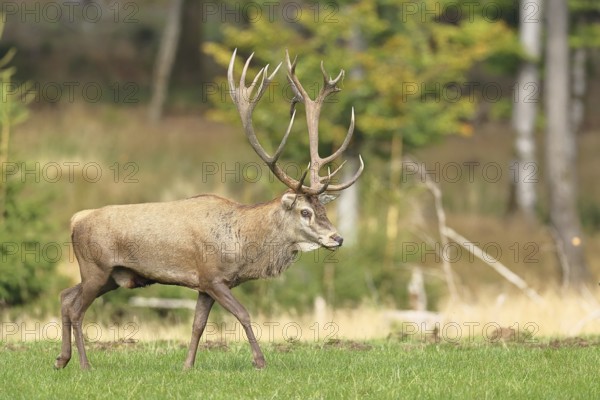 Red deer (Cervus elaphus) during the rutting season, capital stag in a forest clearing, wildlife,