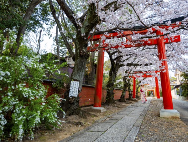 Japanese woman wearing kimono under blossoming cherry trees, Torii Gate at Takenaka-Inari-Jinja