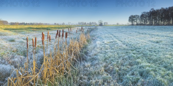 View across a pasture along a small ditch where bulrushes (Typha) grow, Wehden, Cuxhaven, Lower