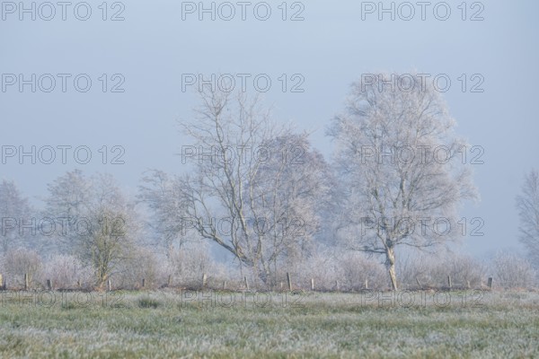 View across a meadow to a row of trees in winter, Wehden, Cuxhaven, Lower Saxony, Germany