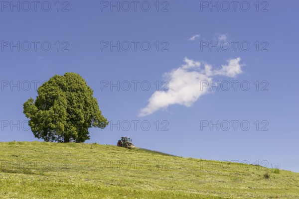 Hay harvest at the Friedenslinde (Tilia) on the Wittelsbacher Höhe, 881m, Illertal, Allgäu,