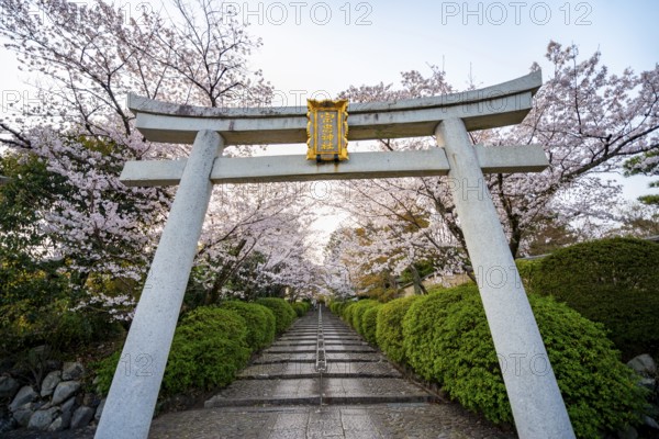 Shinto shrine, white torii gate with cherry blossoms, Munetada-Jinja Shrine, Japanese cherry