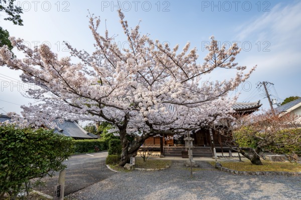 Blooming cherry tree in front of Horin-in Temple, Shinsho Gokurakuji or Shinnyo-do Temple, Japanese