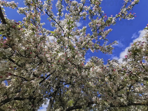 Lush treetops of an ornamental apple tree (malus) full of blossoms stretch into the sky, spring