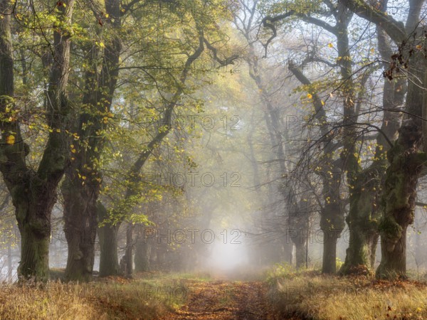 Old Linden avenue am Kyffhäuser with last colorful leaves in fog and sunshine in autumn,