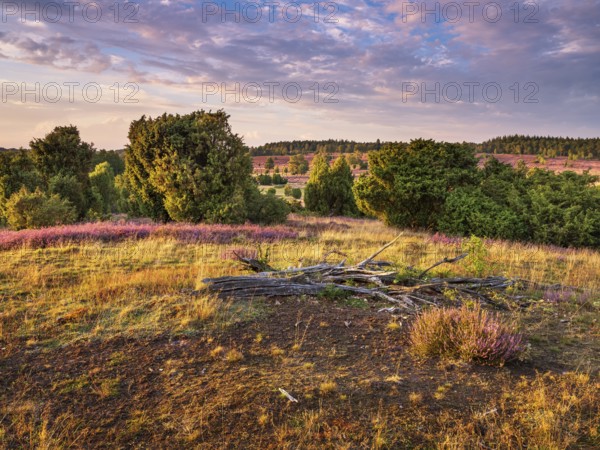 Typical heathland with blooming heather and juniper at Turmberg in the evening light, Lüneburger