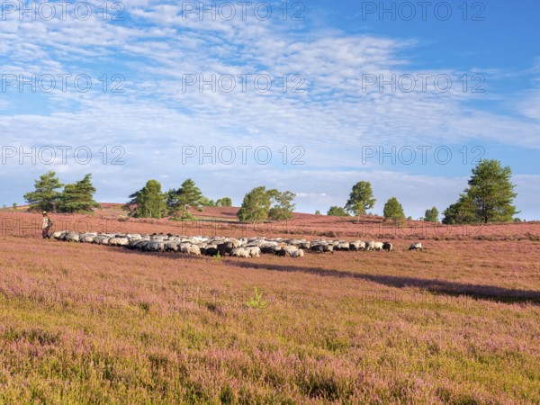 Typical heathland on Brunsberg with blooming heather and flock of sheep with shepherds, heather
