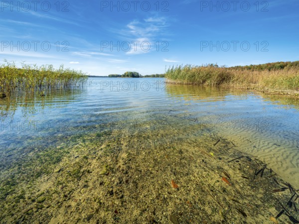 Clear lake with reed belt surrounded by forest, Prässnicksee, Schorfheide-Chorin Biosphere Reserve,