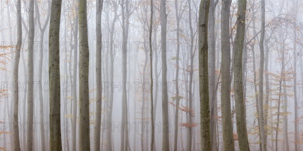 Beech forest with last colorful leaves, thick fog, Burgenlandkreis, Saxony-Anhalt, Germany