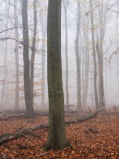 Beech forest with last colorful leaves and dead wood on the ground in autumn, thick fog,