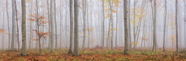 Panorama, beech forest with last colorful leaves, thick fog, Burgenlandkreis, Saxony-Anhalt,