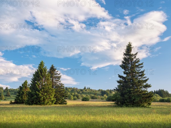 Typical landscape in the Rhön biosphere reserve, wildflower meadow with individual spruce trees,