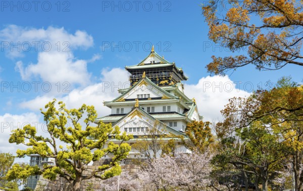 Osaka castle with blooming cherry trees in the park, Osaka Castle Park, Chuo-ku, Osaka, Japan