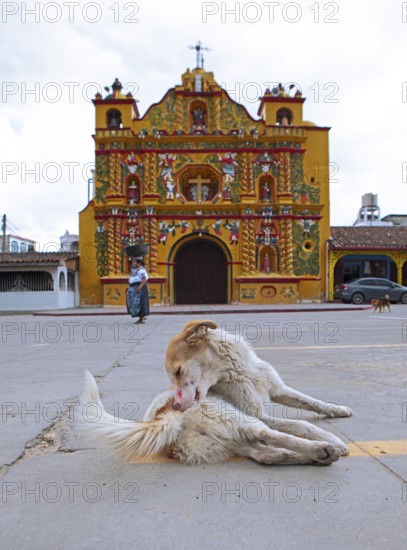 Street dog grooming on the street, San Andrés Xecul church in the highlands, Totonicapán