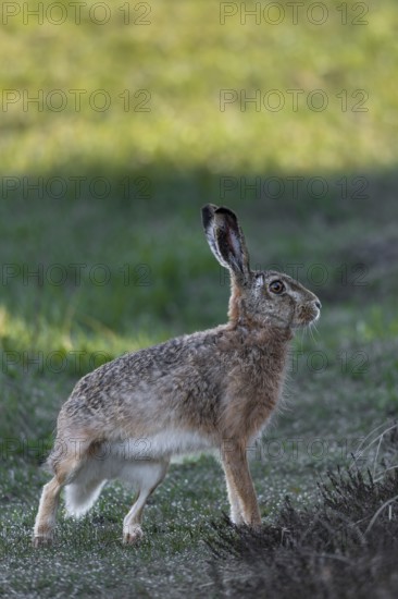 At the last moment, the hare (Lepus europaeus) has spotted the photographer, pauses for a moment