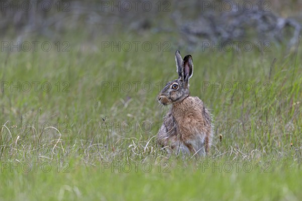 Despite its good camouflage, the brown hare (Lepus europaeus) persists and changes direction,