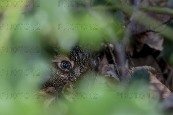 Portrait of a young hare (Lepus europaeus) resting in the shelter of a holly tree, camouflage,