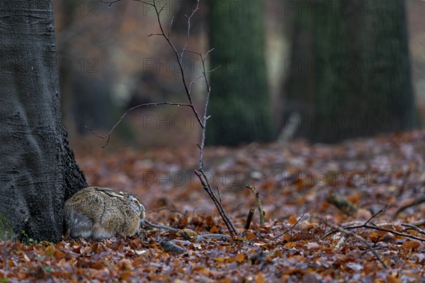 The brown hare (Lepus europaeus) is clearly recognisable in this photo, yet every forest walker