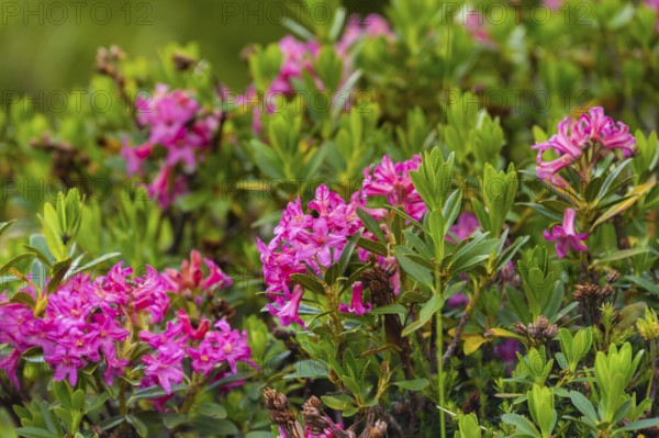 Rosa alpine roses, alpine flower, Brenta Dolomites, Trentino, Italy