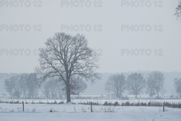 View of snow-covered fields on a tree, Bolsehle, Nienburg, Lower Saxony, Germany