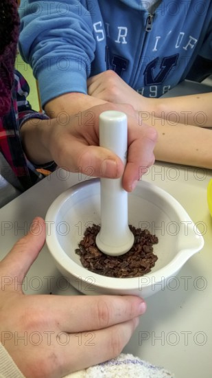 Westerberg, Osnabrück, Lower Saxony, Germany, Two hands crush cocoa beans in a white mortar with a