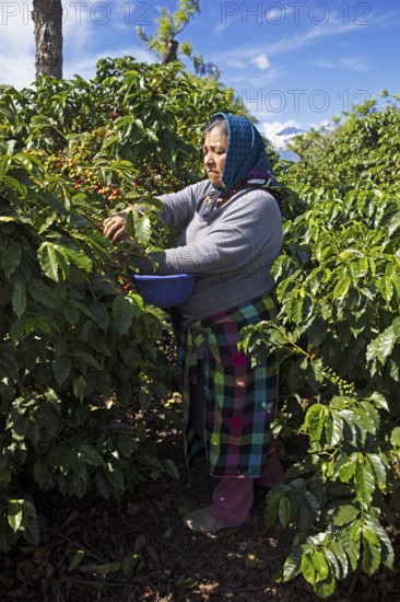 Guatemalan coffee picker on a coffee plantation in the highlands near Antigua, Sacatepéquez
