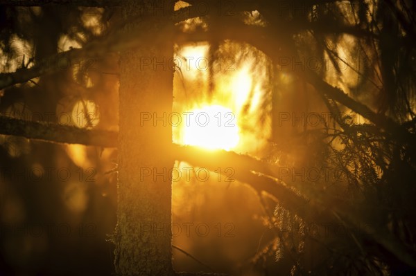 Rays of the rising winter sun penetrate the thick branches of a conifer tree, create a warm