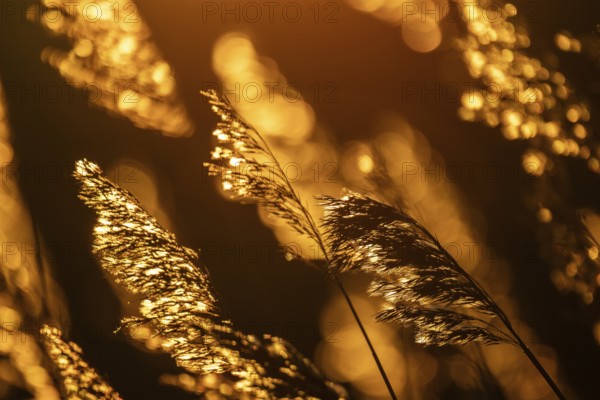 Grasses at sunset with warm golden yellow bokeh, corpostrom, corpo or corppo, southwestern
