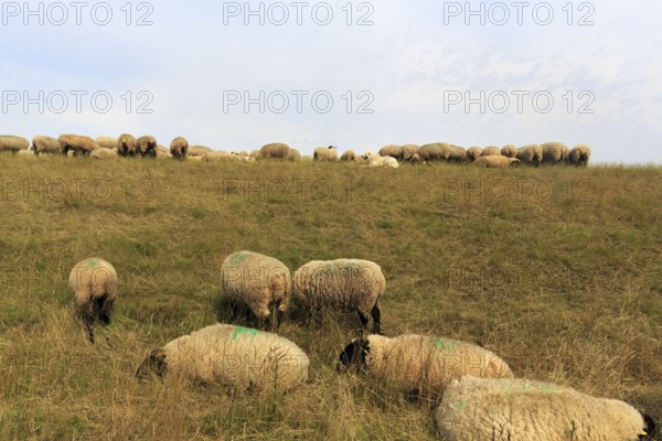 Sheep grazing on dike, flock of sheep, dike lambs, herding dogs, landscape management, coastal