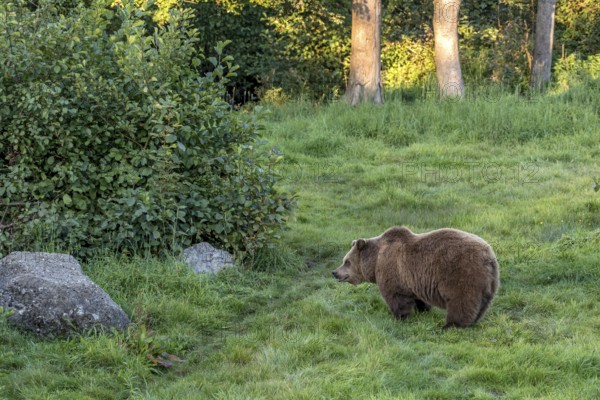 European brown bear (Ursus arctos) standing on a meadow at the edge of a forest in the evening