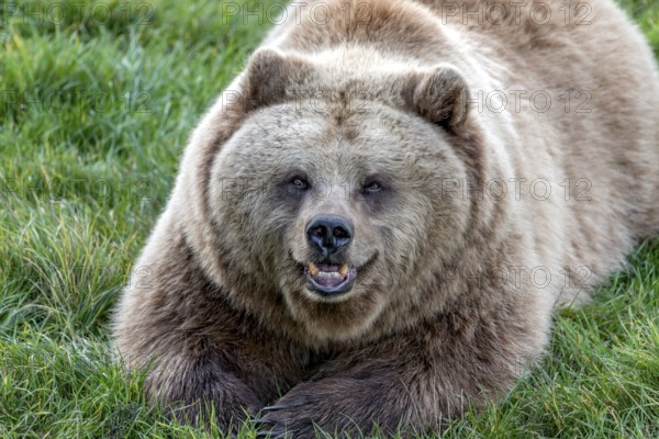 European brown bear (Ursus arctos) resting relaxed in a meadow with its mouth open, showing its