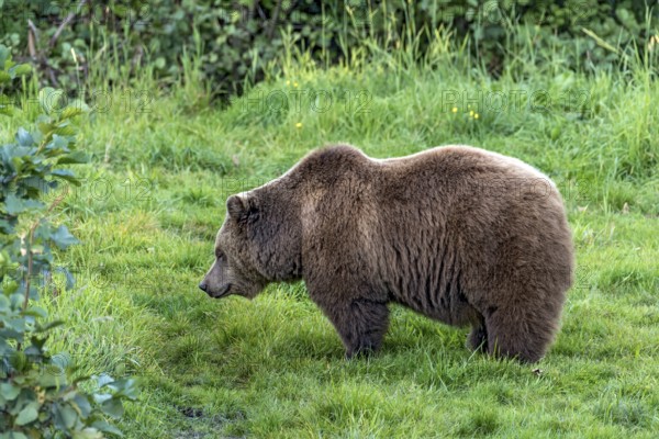 European brown bear (Ursus arctos) standing on a meadow at the edge of the forest, Poing Wildlife