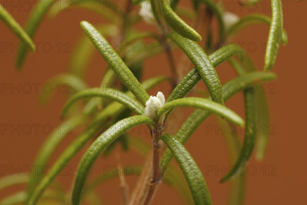 Rosemary (Rosmarinus officinalis), twigs with young, very hairy leaves, in the studio, North