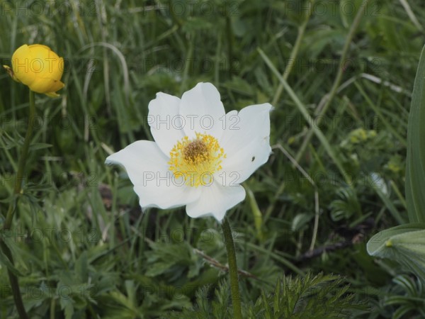 White flower with yellow centre, alpine pasqueflower (Pulsatilla alpina), in the midst of green