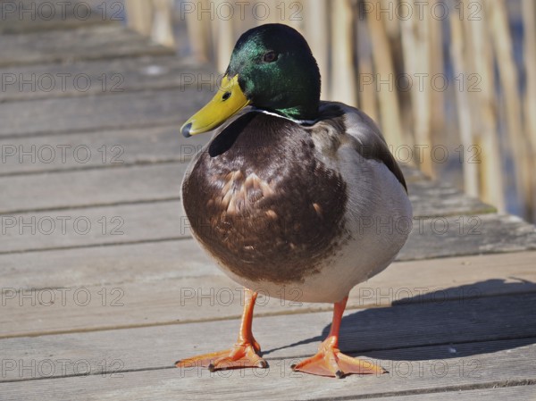 A male mallard duck (Anas platyrhynchos) stands on a footbridge in the sunlight and observes the