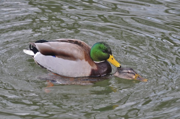 Two ducks, mallards (Anas platyrhynchos), mating on a calm lake. Pfäffikersee, Pfäffikon, Canton
