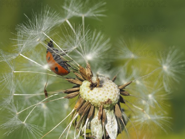A ladybird, seven-spot ladybird (Coccinella septempunctata), sits on a withered dandelion in the