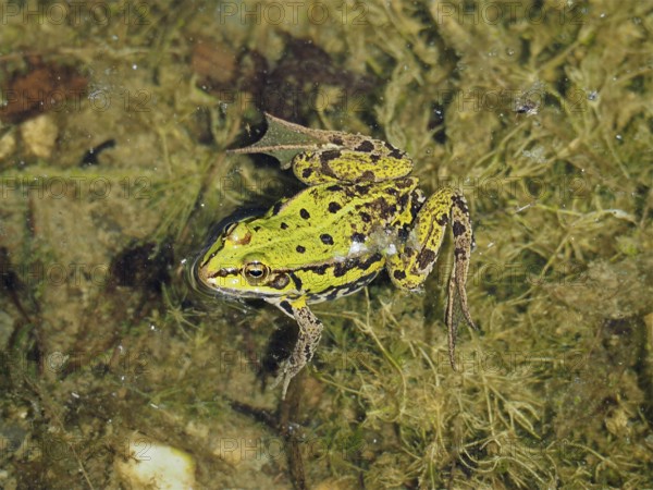 A green frog, Pool frog (Pelophylax lessonae), lies hidden above aquatic plants on a muddy pond