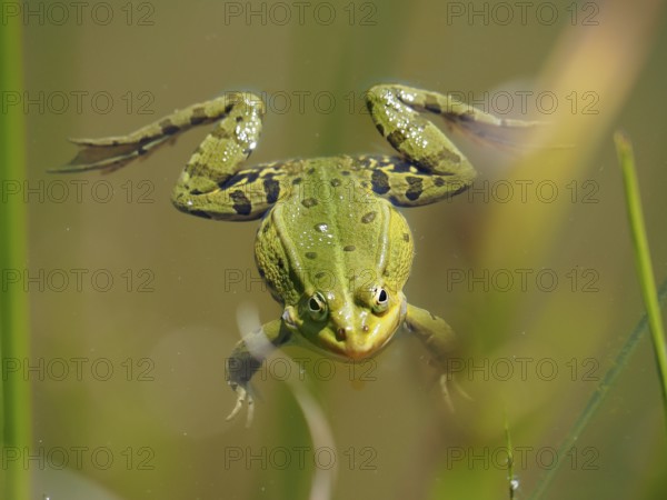 A green frog, Pool frog (Pelophylax lessonae), swimming in the water, its legs stretched out,