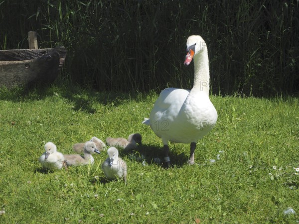A swan, Mute Swan (Cygnus olor), with chicks on a green meadow. Lake Hallwil, Canton Aargau,